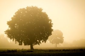 _MG_8276-Baum.jpg