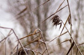 _MG_0843-Schilf im Schnee.jpg