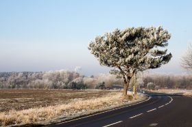 _MG_3445-Frozen Tree.jpg