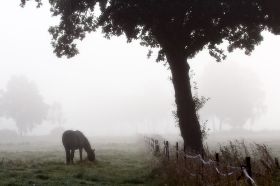 _MG_8349-Pferd im Nebel.jpg