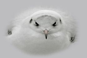 Weiße Taube - White Dove - Una Paloma Blanca.jpg