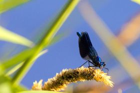 Blaue Libelle.jpg