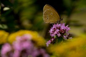 _MG_5049_Brauner Waldvogel.jpg