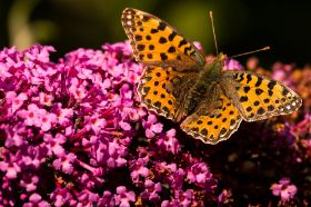 Braunfleckige Perlmutterfalter_Boloria selene.jpg