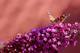 Distelfalter_Vanessa cardui.jpg