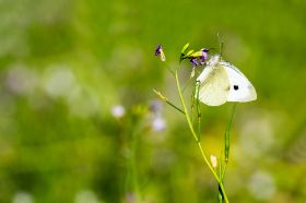 Großer Kohlweißling_Pieris brassicae.jpg